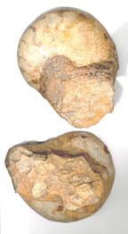 Mesozoic Ammonites Outer