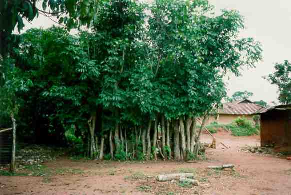Water storage pots enclosed by trees