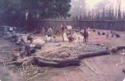 Kano Goats