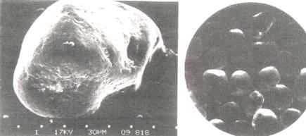 Microscopic view of sands