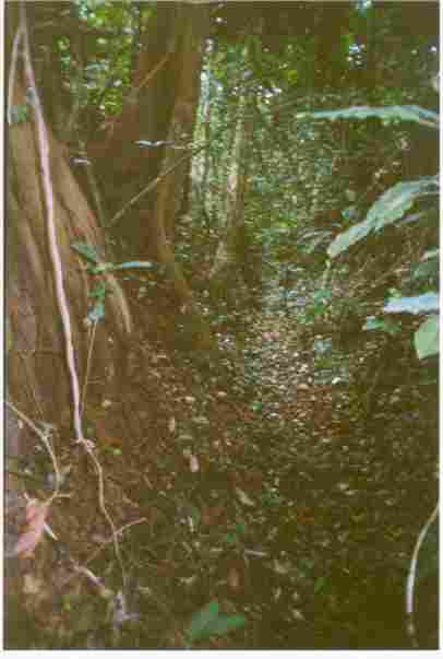 Tree Roots