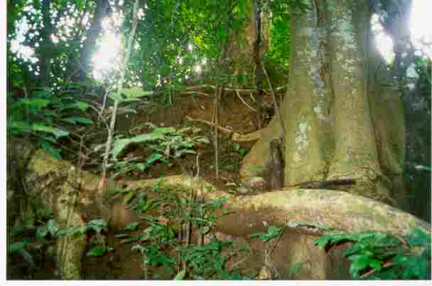 silk cotton trees (Ceiba pentandra)