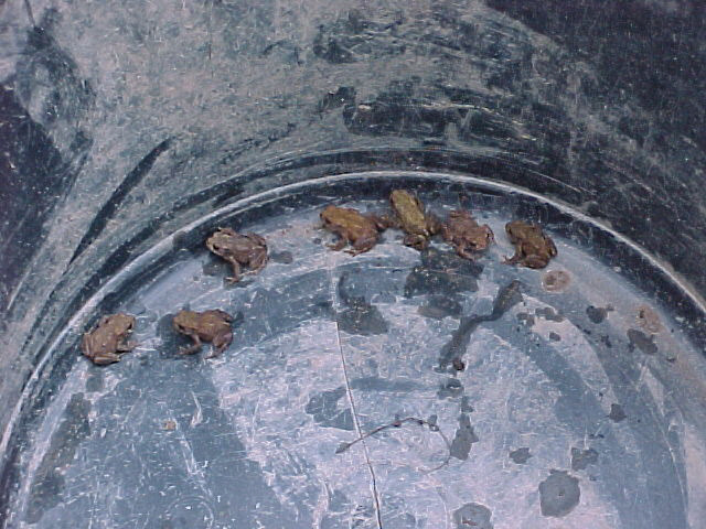 more toads