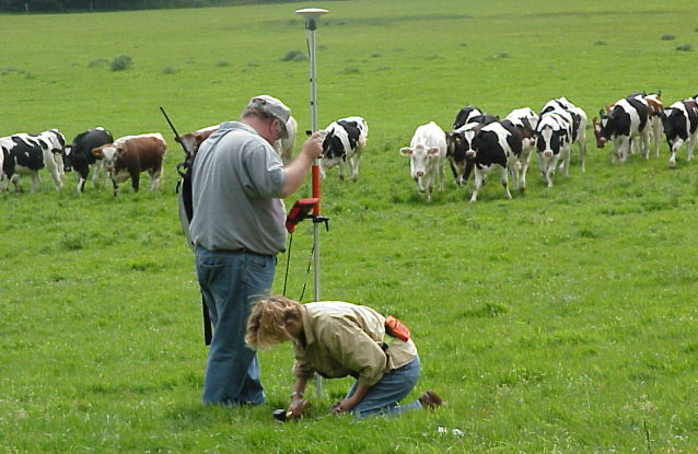 What cows ..?